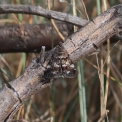 Heliothela (genus) (A Pyraloid moth (Heliotheliinae subf.)) at Namadgi National Park - 18 Dec 2023 by RAllen