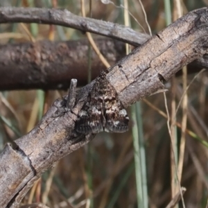 Heliothela (genus) at Namadgi National Park - 18 Dec 2023