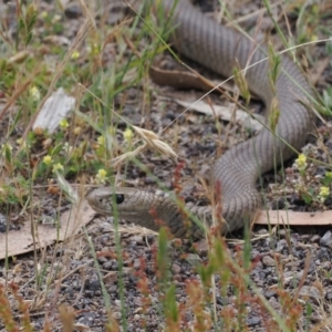 Pseudonaja textilis at Bimberi Nature Reserve - 18 Dec 2023