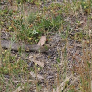 Pseudonaja textilis at Bimberi Nature Reserve - 18 Dec 2023 05:17 PM