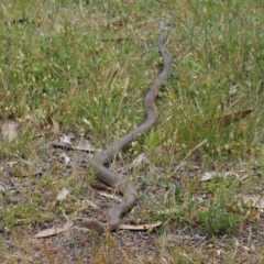 Pseudonaja textilis at Bimberi Nature Reserve - 18 Dec 2023