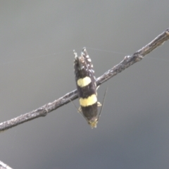 Glyphipterix chrysoplanetis (A Sedge Moth) at Lyons, ACT - 1 Jan 2024 by ran452