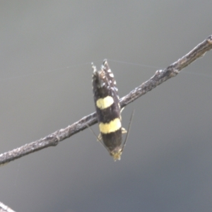 Glyphipterix chrysoplanetis at Lyons, ACT - 1 Jan 2024