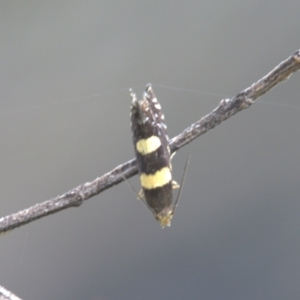 Glyphipterix chrysoplanetis at Lyons, ACT - 1 Jan 2024 12:01 PM