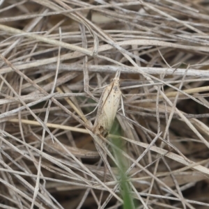 Culladia cuneiferellus at Lyons, ACT - 31 Dec 2023 10:58 PM