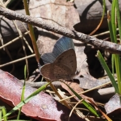 Erina acasta (Blotched Dusky-blue) at Uriarra Village, ACT - 30 Dec 2023 by RAllen