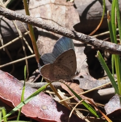 Erina acasta (Blotched Dusky-blue) at Uriarra Village, ACT - 30 Dec 2023 by RAllen