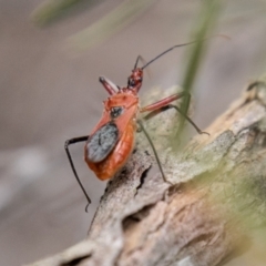 Gminatus australis (Orange assassin bug) at Bluett's Block (BBL) - 31 Dec 2023 by SWishart