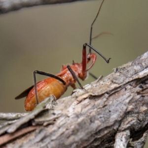 Gminatus australis at Undefined Area - 31 Dec 2023 04:06 PM