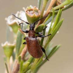 Ecnolagria grandis (Honeybrown beetle) at Piney Ridge - 31 Dec 2023 by SWishart