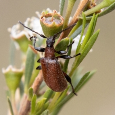 Ecnolagria grandis (Honeybrown beetle) at Piney Ridge - 31 Dec 2023 by SWishart