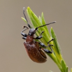 Ecnolagria grandis at Bluett's Block (BBL) - 31 Dec 2023 04:23 PM