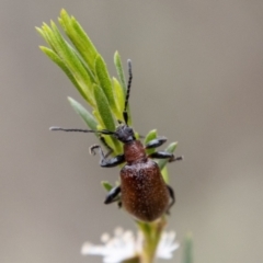 Ecnolagria grandis at Bluett's Block (BBL) - 31 Dec 2023