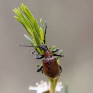 Ecnolagria grandis at Bluett's Block (BBL) - 31 Dec 2023