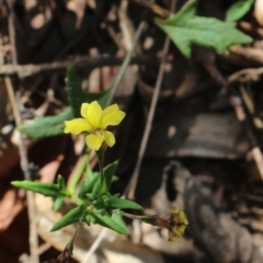 Goodenia heterophylla (Variable-leaved Goodenia) at Stroud, NSW - 26 Dec 2023 by MaartjeSevenster
