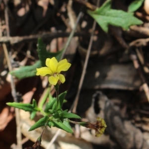 Goodenia heterophylla at Stroud, NSW - 26 Dec 2023 07:59 AM