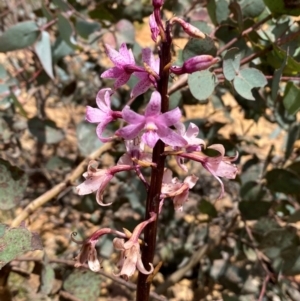 Dipodium roseum at Numeralla, NSW - suppressed