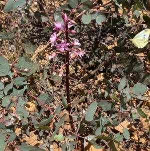 Dipodium roseum at Numeralla, NSW - suppressed