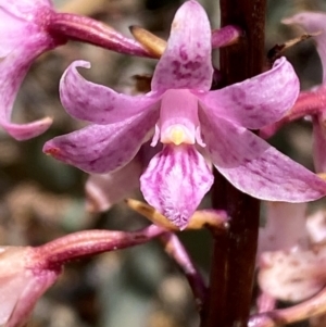 Dipodium roseum at Numeralla, NSW - 31 Dec 2023