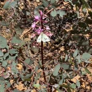 Dipodium roseum at Numeralla, NSW - 31 Dec 2023