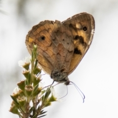 Heteronympha merope (Common Brown Butterfly) at Denman Prospect 2 Estate Deferred Area (Block 12) - 31 Dec 2023 by SWishart