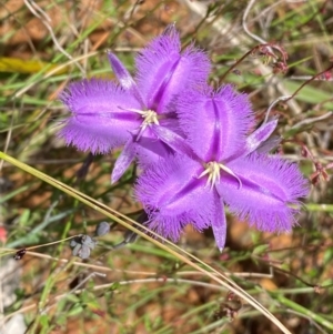 Thysanotus tuberosus subsp. tuberosus at Numeralla, NSW - 31 Dec 2023