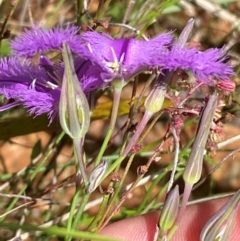 Thysanotus tuberosus subsp. tuberosus at Numeralla, NSW - 31 Dec 2023