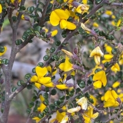 Bossiaea foliosa (Leafy Bossiaea) at Numeralla, NSW - 31 Dec 2023 by SteveBorkowskis