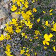 Bossiaea foliosa at Numeralla, NSW - 31 Dec 2023