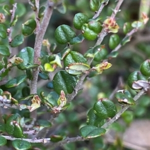 Bossiaea foliosa at Numeralla, NSW - 31 Dec 2023