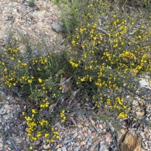 Bossiaea foliosa at Numeralla, NSW - 31 Dec 2023