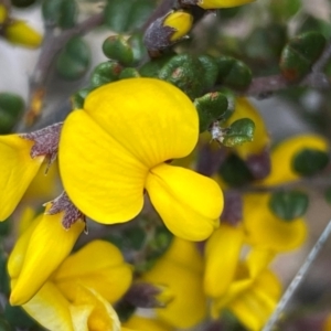 Bossiaea foliosa at Numeralla, NSW - 31 Dec 2023