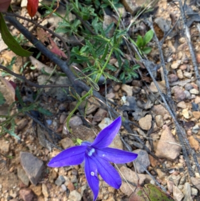 Wahlenbergia gloriosa (Royal Bluebell) at Numeralla, NSW - 31 Dec 2023 by SteveBorkowskis