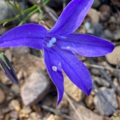 Wahlenbergia gloriosa at Numeralla, NSW - 31 Dec 2023