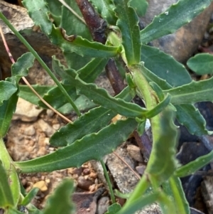 Wahlenbergia gloriosa at Numeralla, NSW - 31 Dec 2023