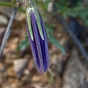 Wahlenbergia gloriosa at Numeralla, NSW - 31 Dec 2023