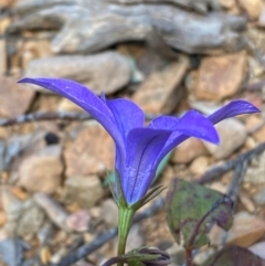 Wahlenbergia gloriosa at Numeralla, NSW - 31 Dec 2023