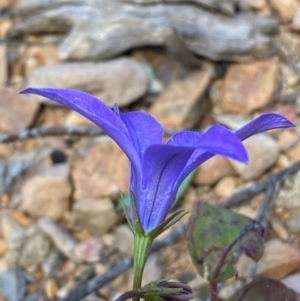 Wahlenbergia gloriosa at Numeralla, NSW - 31 Dec 2023 11:21 AM