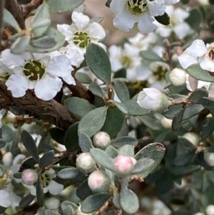 Leptospermum myrtifolium at Numeralla, NSW - 31 Dec 2023 11:19 AM