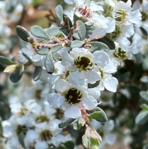 Leptospermum myrtifolium at Numeralla, NSW - 31 Dec 2023