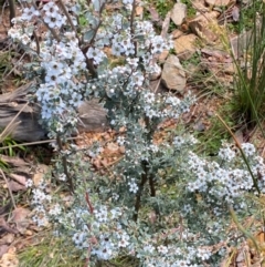 Leptospermum myrtifolium at Numeralla, NSW - 31 Dec 2023 11:19 AM