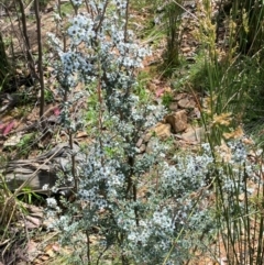 Leptospermum myrtifolium at Numeralla, NSW - 31 Dec 2023 11:19 AM