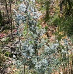 Leptospermum myrtifolium at Numeralla, NSW - 31 Dec 2023