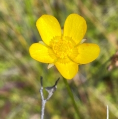 Ranunculus lappaceus (Australian Buttercup) at Numeralla, NSW - 31 Dec 2023 by SteveBorkowskis