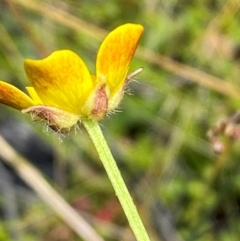 Ranunculus lappaceus at Numeralla, NSW - 31 Dec 2023 11:17 AM