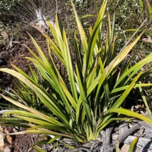 Dianella tasmanica at Numeralla, NSW - 31 Dec 2023