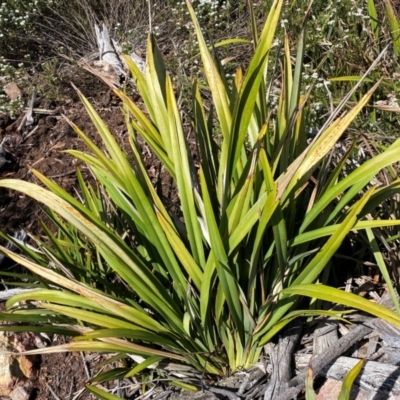 Dianella tasmanica (Tasman Flax Lily) at Numeralla, NSW - 31 Dec 2023 by SteveBorkowskis