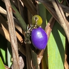 Dianella tasmanica at Numeralla, NSW - 31 Dec 2023