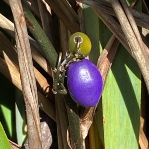 Dianella tasmanica at Numeralla, NSW - 31 Dec 2023