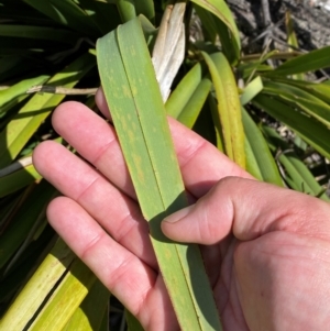 Dianella tasmanica at Numeralla, NSW - 31 Dec 2023